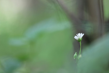 Blossoming Stellaria plant with white and yellow flower from pink family or carnation family (Caryophyllaceae) on a greenish-brown blurry forest background
