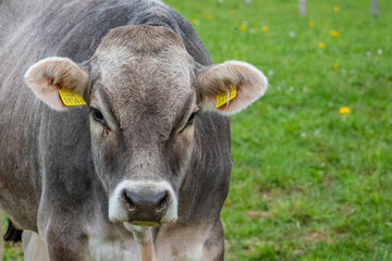Beautiful swiss cows. Alpine meadows. Mountains.