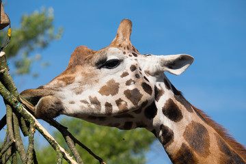 Giraffe feeding