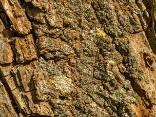 Makroaufnahme von grober Baumrinde als Hintergrund oder Struktur und Muster