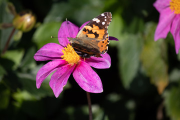 Blume mit Schmetterling