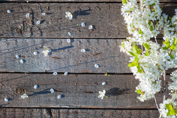 Fototapeta premium Empty wooden table with cherry blossoms Spring nature flower background. Sakura, Japan.