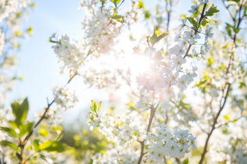 White flowers of cherry blossoms on sunny spring day. Blooming sakura tree on sky background in garden or park. Cherry blossom.