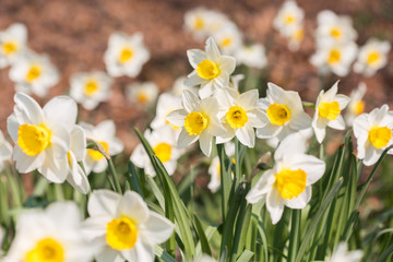 a meadow with white narcissus in an early spring forest with bare trees, lit with the gentle spring sun