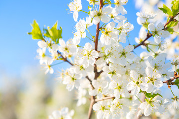 Fototapeta na wymiar White flowers of cherry blossoms on sunny spring day. Blooming sakura tree on sky background in garden or park. Cherry blossom.