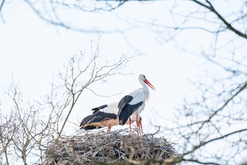Two storks in their nest, in the spring months, one stork is standing the other is in the nest