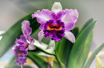 Beautiful orchid flower with natural background.
