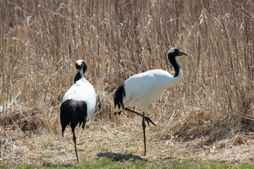 Japanese crane