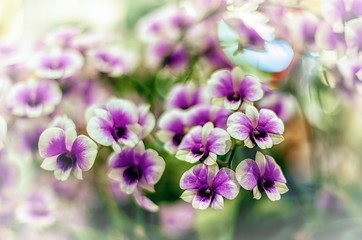 Obraz premium Beautiful orchid flower with natural background. 