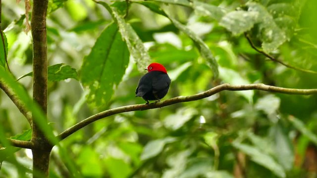 Extended Shot Of Red Capped Manakin Perched And Twisting 180 - HD