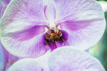 Beautiful orchid flower with natural background.
