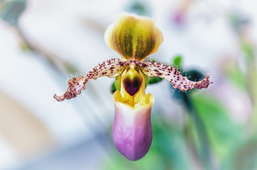 Beautiful orchid flower with natural background.
