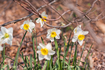 a meadow with white narcissus in an early spring forest with bare trees, lit with the gentle spring sun