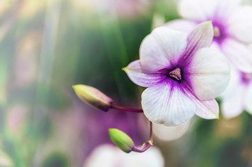 Beautiful orchid flower with natural background.

