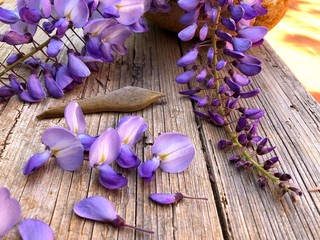 full blooming of a wisteria flower
