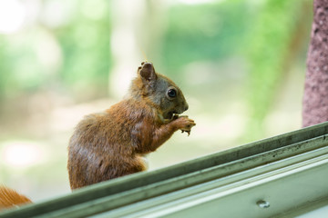 a squirrel sitting on a windowsill outside eating a nut