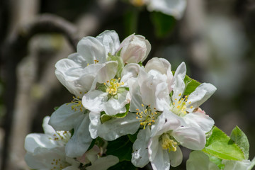 Apple tree blossom, white tender flowers in spring on blue sky, selective focus, seasonal nature flora