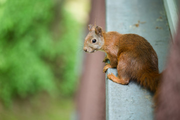 a squirrel sitting on a windowsill outside 