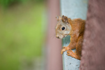 a squirrel sitting on a windowsill outside 