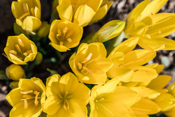 bunch of yellow flowers growing outside lit with the sunlight