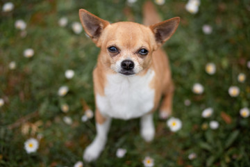 chihuahua portrait