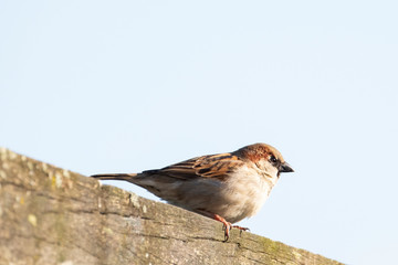 House Sparrow sitting on a wooden beam Spring time. Bright photo