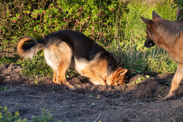 A young German Shepherd plays on a spring afternoon, digging in the garden, older dog is watching