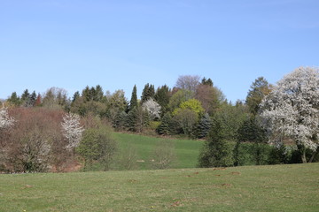Zauberhafte Naturlandschaft im Frühling 