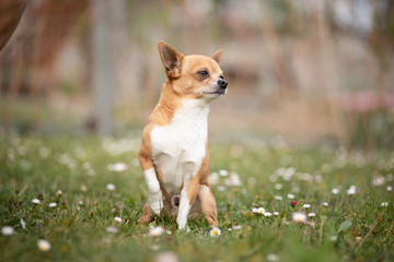 Obraz premium Chihuahua portrait