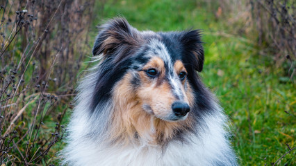 australian shepherd dog