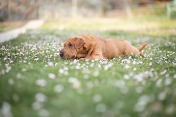 cute puppy in the park