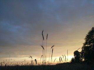 Obraz premium sunset over the field