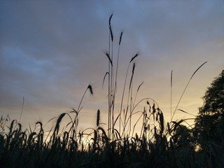 sunset in the field