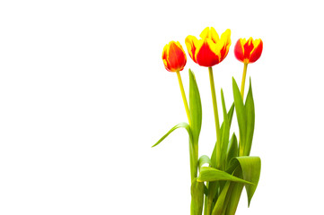 three tulips isolated on white background