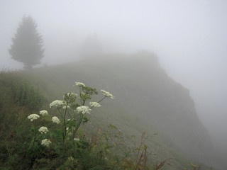 Morning fog in mountains
