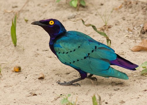 Close-up Of Purple Starling On Sand