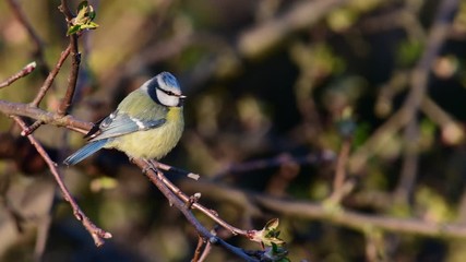 Blue tit sitting in the apple tree and sing, spring, (parus caeruleus), germany