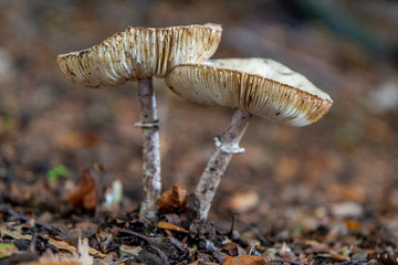 Chlorophyllum olivieri mushrooms in the nature