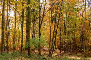 Autumn forest scenery with rays of warm light illumining the gold foliage and a footpath leading into the scene