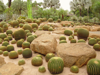 A garden of cacti of unusual species, shapes and sizes, among stones and sand