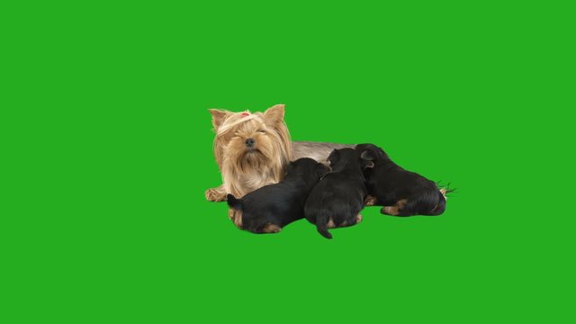 dog feeds puppies on a green screen