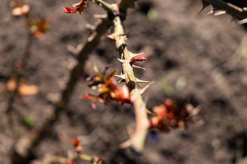 Rose bush sprouts and thorns on a sunny spring day.