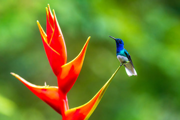 A hummingbird feeding on a yellow flower