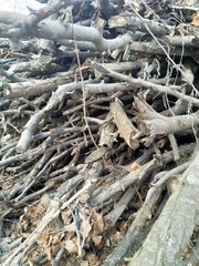 woodpile of pear branches