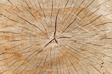 Texture of a deep cut tree with cracks and annual rings.