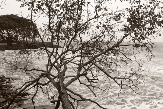 Tree next to sea in black and white in fort kochi, kerala india