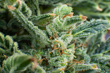 Macro trichomes of cannabis. Sativa CBD THC in Pot. Fresh green weed In details.