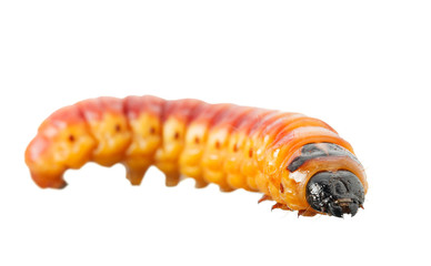 Large goat moth caterpillar