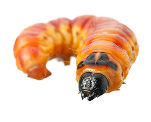 Cossus cossus en face