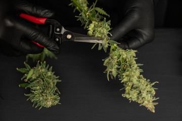 Mans hands trimming marijuana bud. Growers trim cannabis buds. Harvest weed time has come.